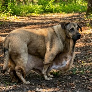 Caramel's First Steps Outside: A Major Milestone in His Recovery