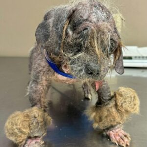 Freddy's Recovery Journey: From Near Death to Thriving at Home