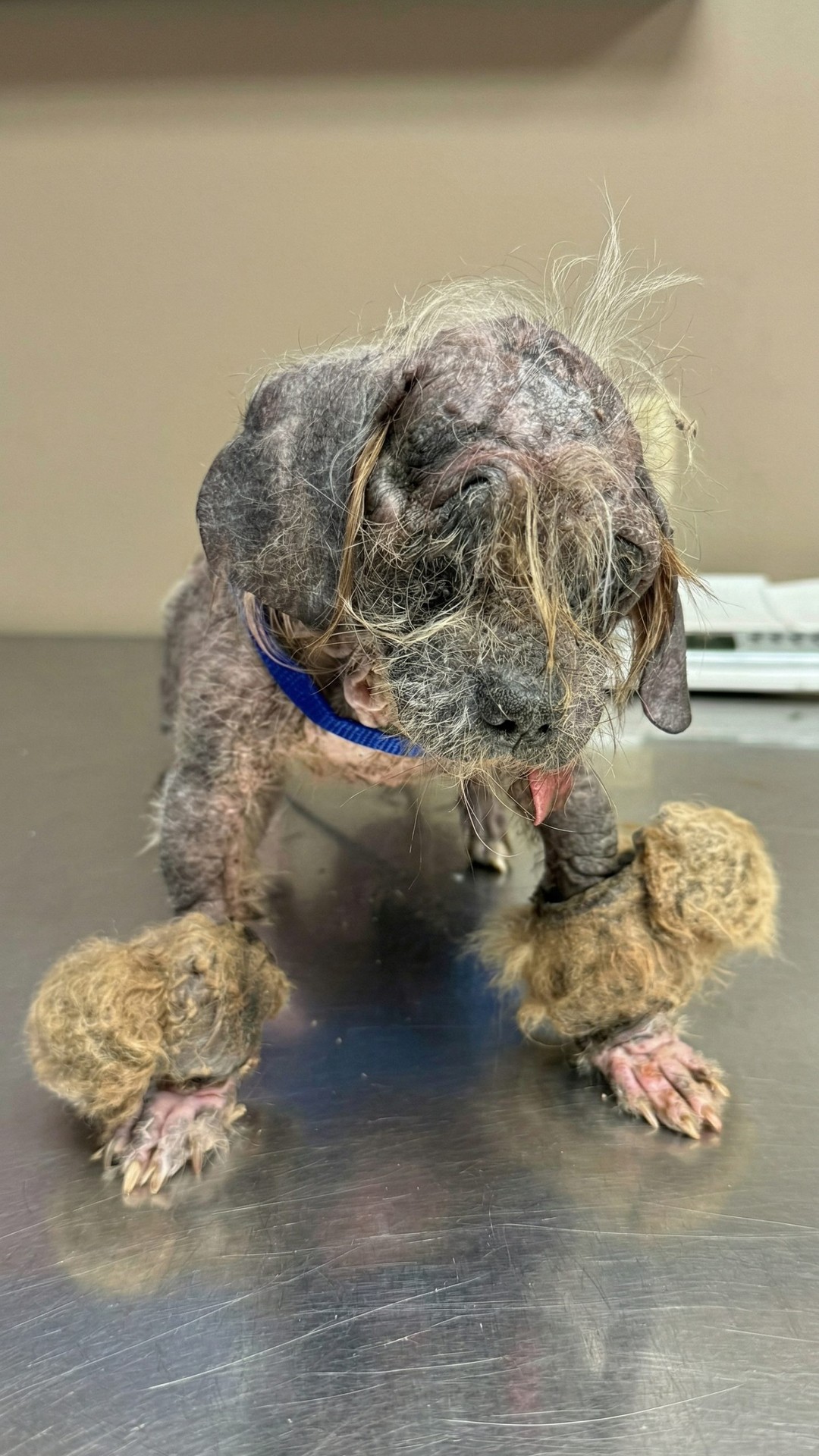 Freddy's Recovery Journey: From Near Death to Thriving at Home
