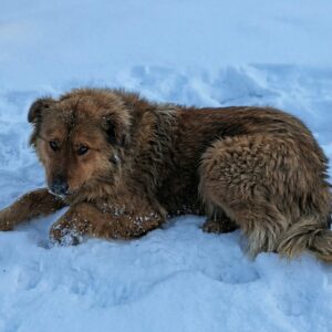 From Abandonment to Rescue: A Wounded Mother Dog’s Fight for Her Puppies