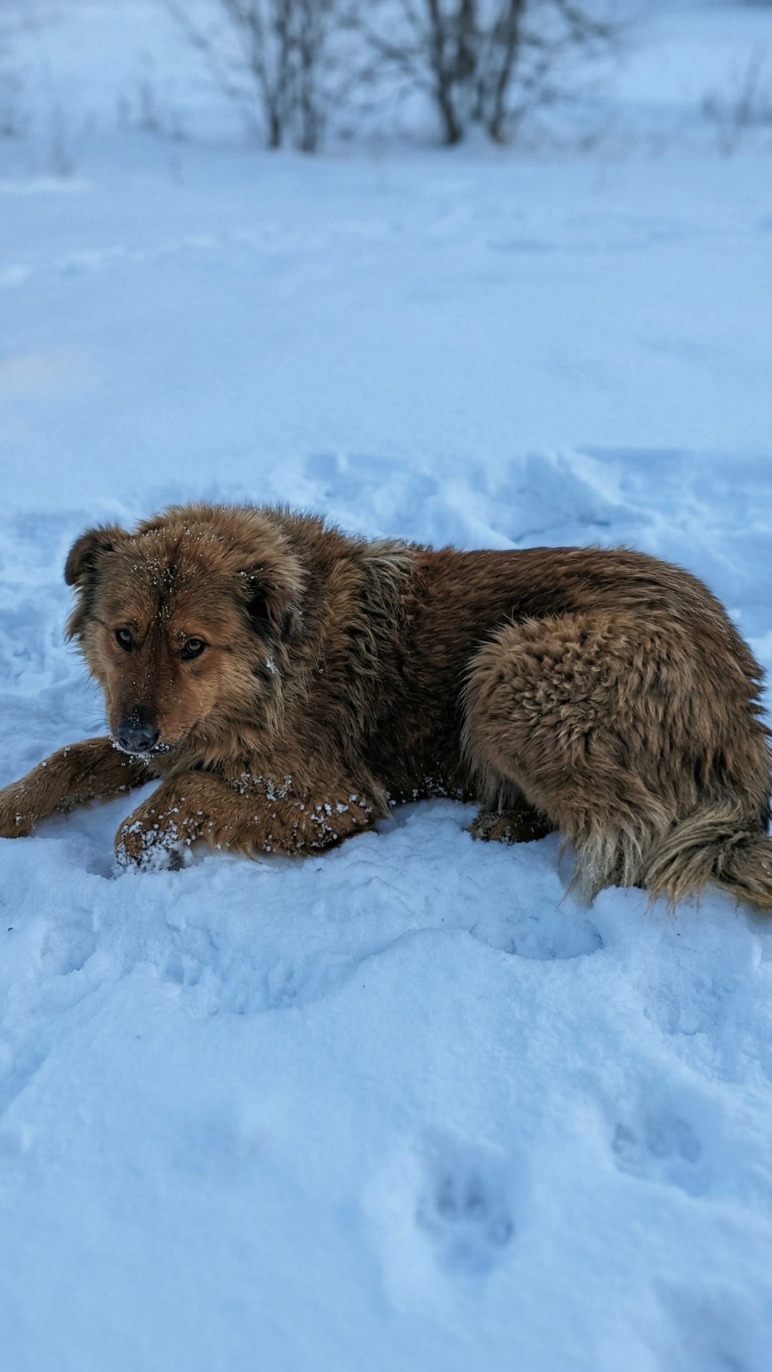 From Abandonment to Rescue: A Wounded Mother Dog’s Fight for Her Puppies