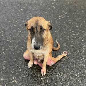 Paralyzed Mother Dog Fights for Her Puppies in Freezing Conditions