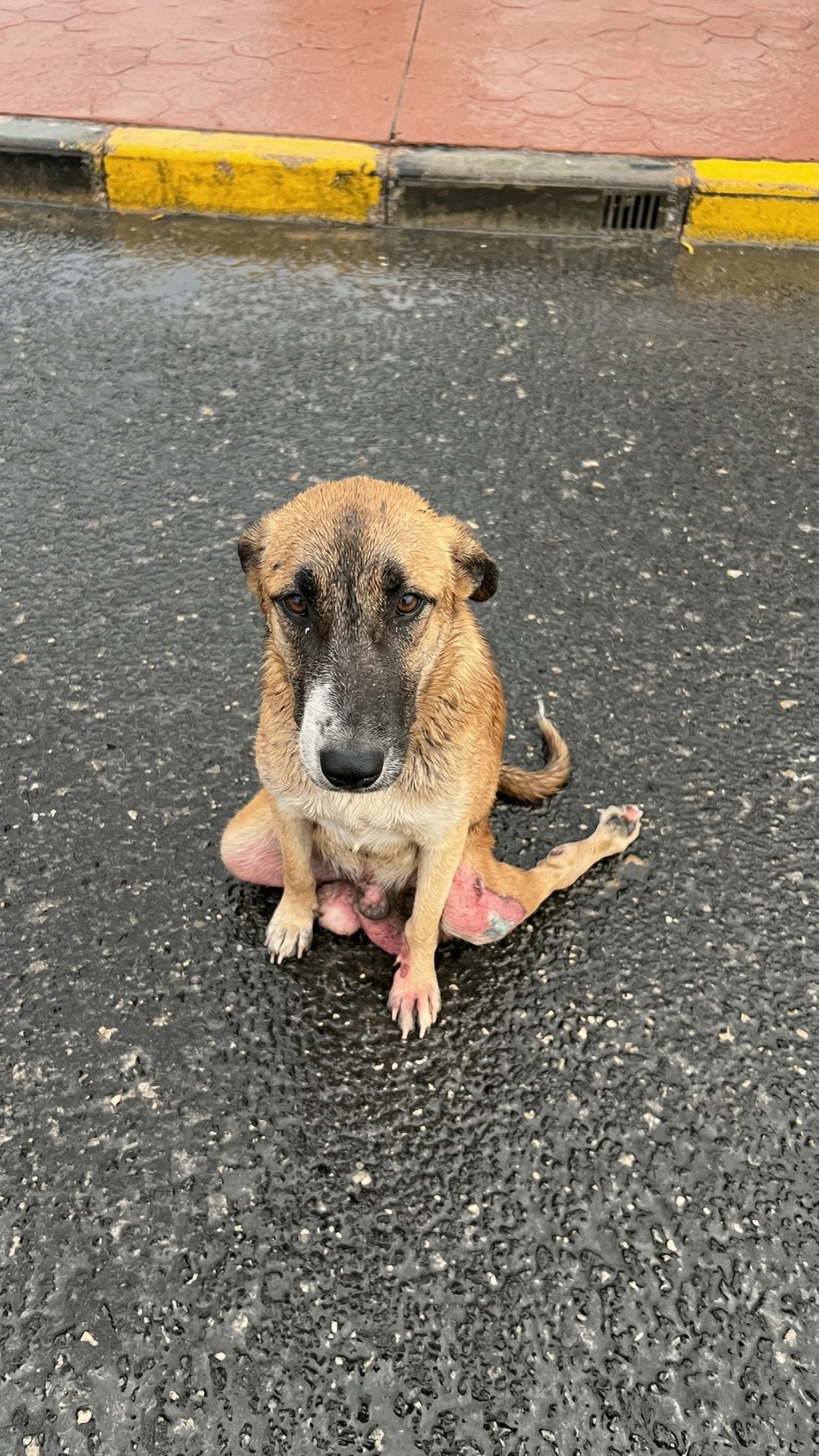 Paralyzed Mother Dog Fights for Her Puppies in Freezing Conditions
