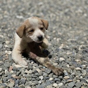 Puppy Named Nico Rescued After Severe Acid Burns Found on Pavement