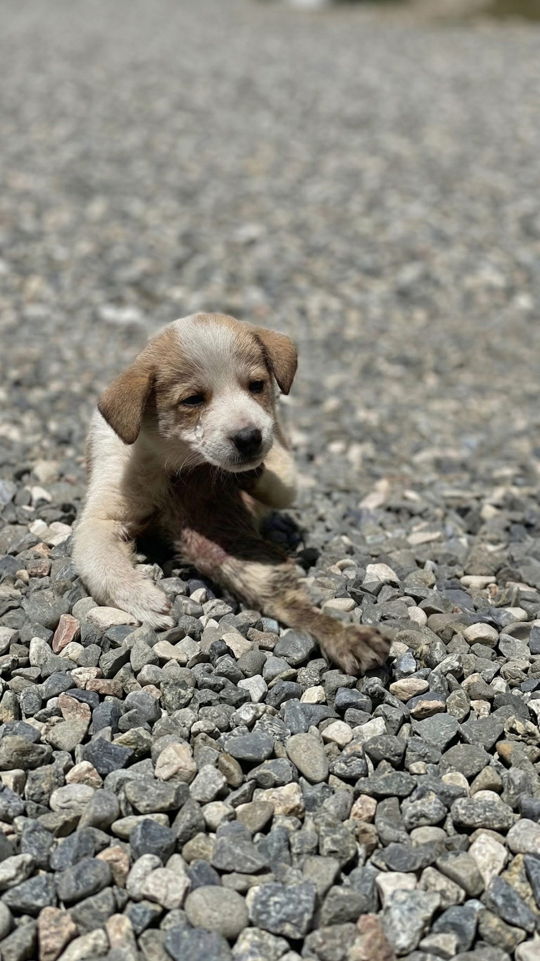 Puppy Named Nico Rescued After Severe Acid Burns Found on Pavement