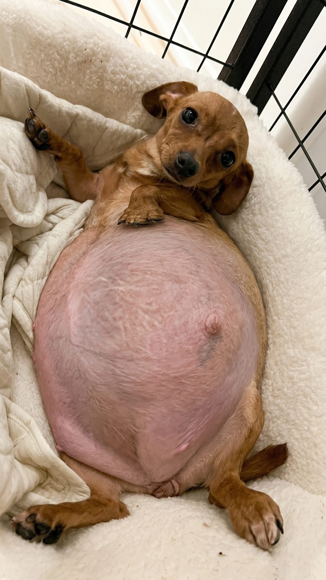 Lily's Remarkable Shift from Fear to Protection After Rescue