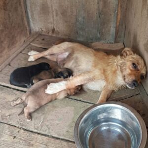 Luna's Six Puppies Thrive After Escape from Dangerous Food Contamination