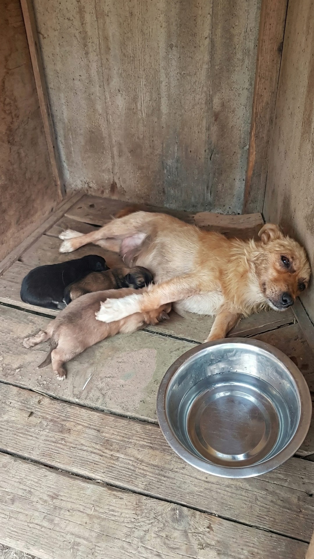 Luna's Six Puppies Thrive After Escape from Dangerous Food Contamination