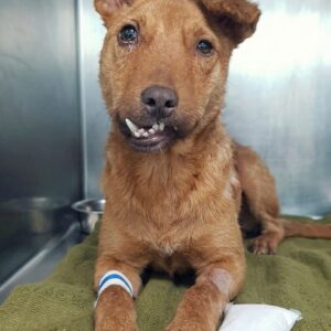 Bonbon's Remarkable Recovery: From Days to Live to a Playful Spirit