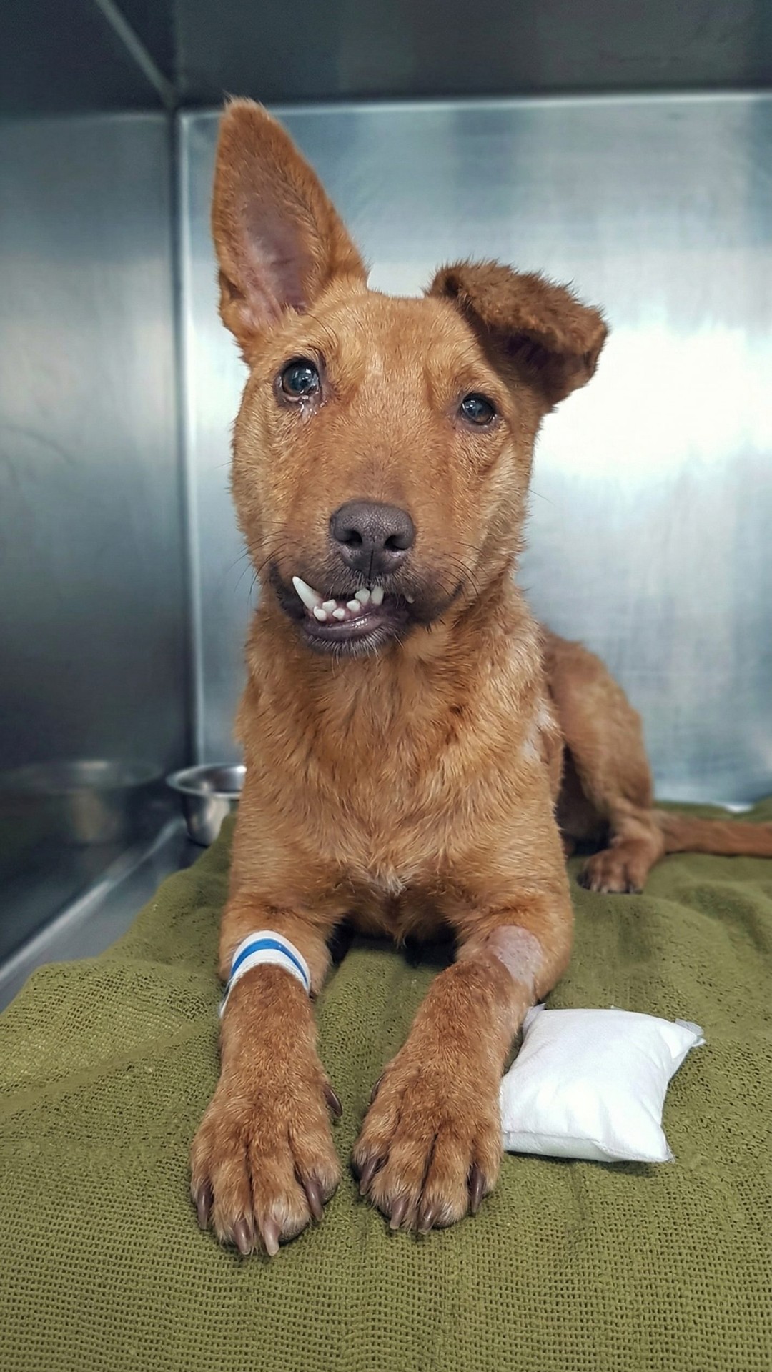 Bonbon's Remarkable Recovery: From Days to Live to a Playful Spirit