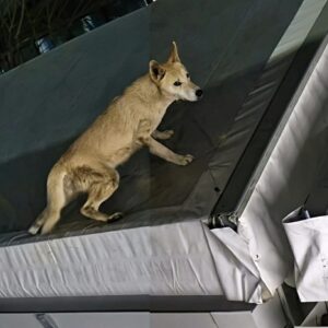 Dog Survives a 40-Foot Drop After Being Thrown from a Bridge