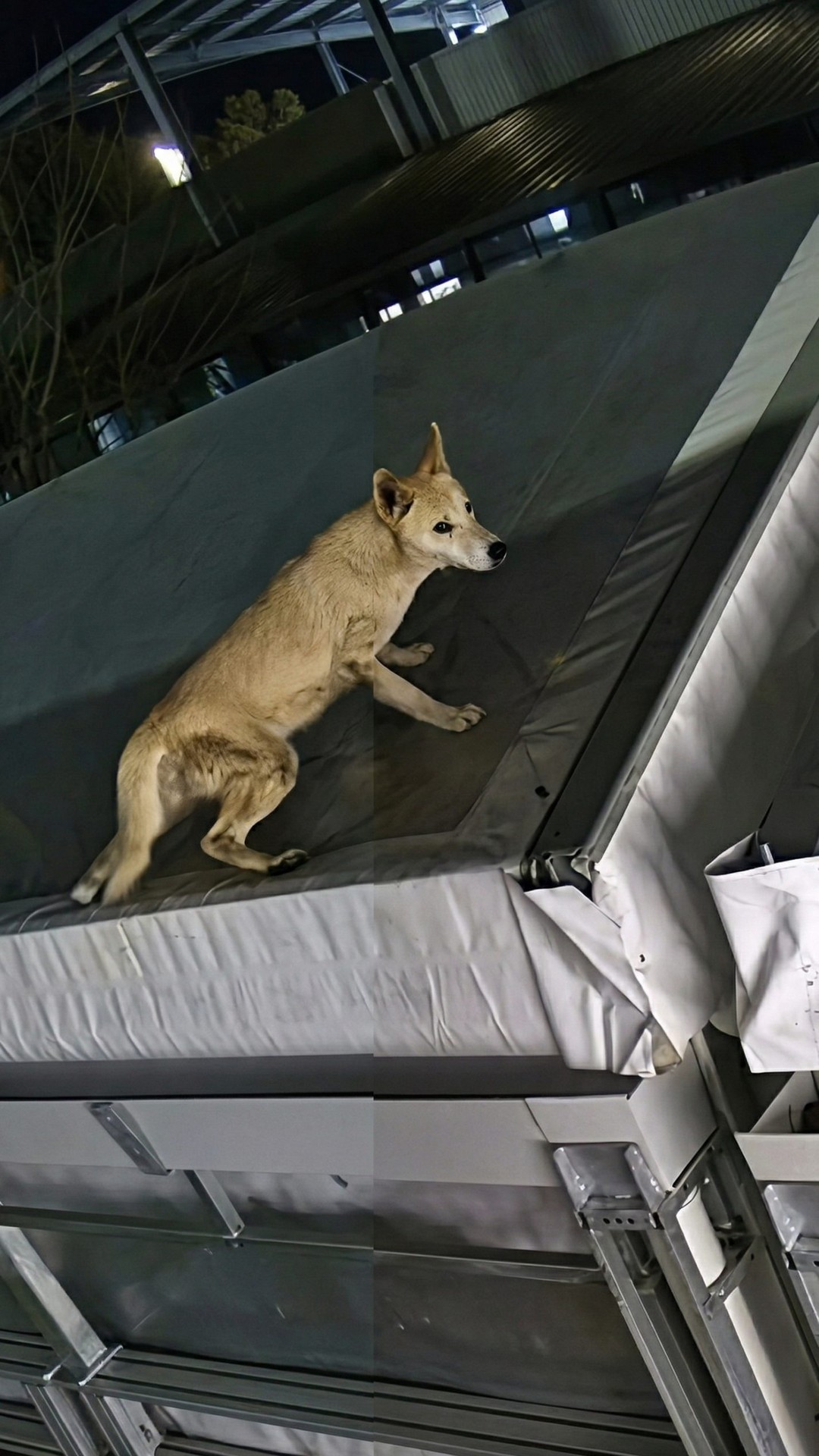 Dog Survives a 40-Foot Drop After Being Thrown from a Bridge