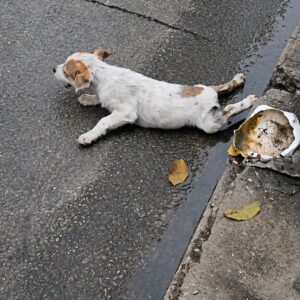 Forty Days of Recovery Transform Two Abandoned Puppies into Playful Companions