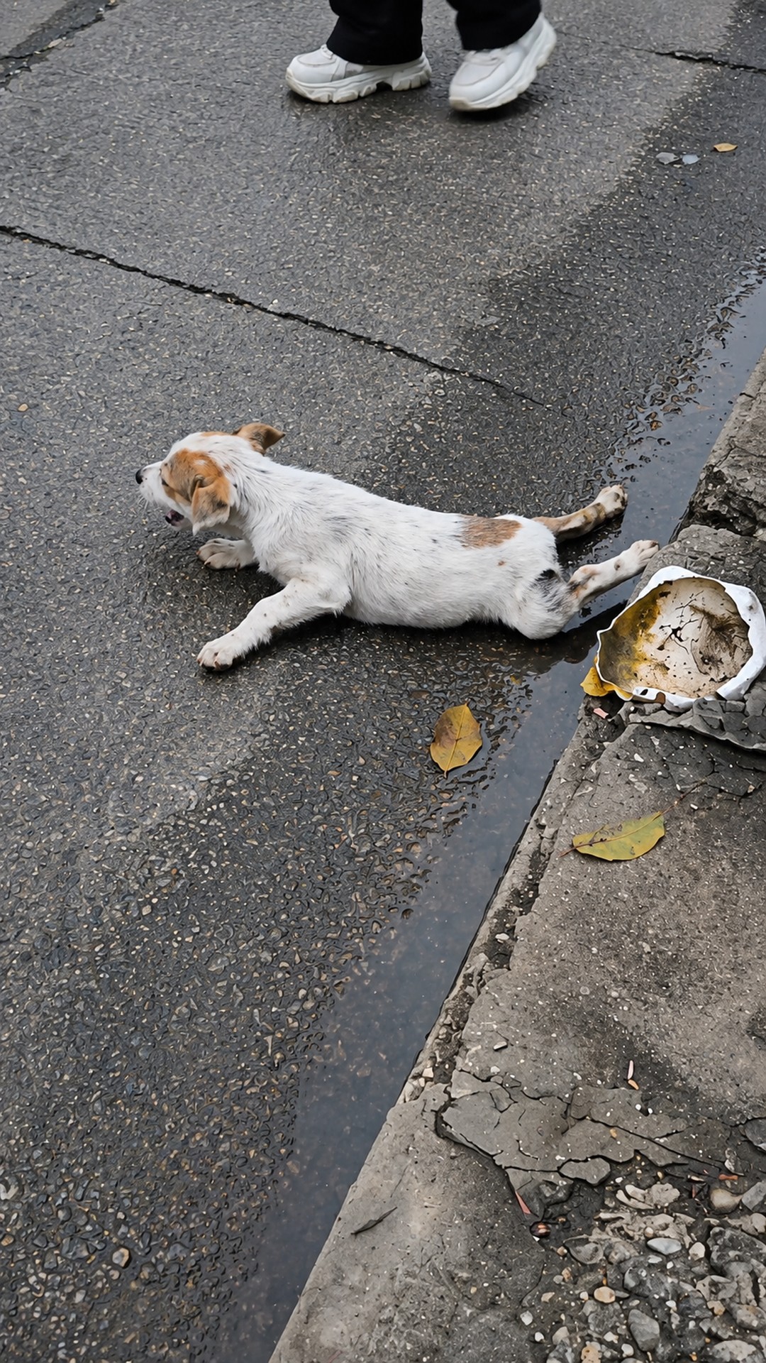 Forty Days of Recovery Transform Two Abandoned Puppies into Playful Companions