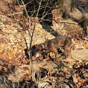 Lost Senior Dog Found on a Hiking Trail After Days Alone