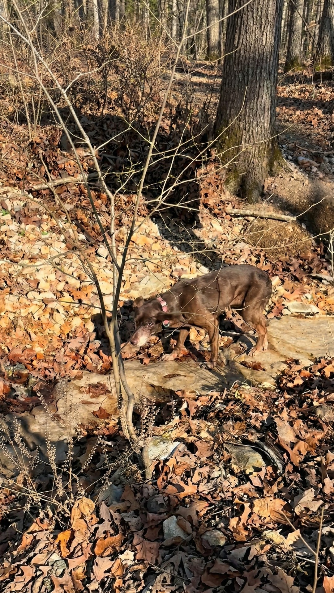Lost Senior Dog Found on a Hiking Trail After Days Alone