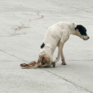 Beanie the Pittie Learns to Stand After Month of Struggle