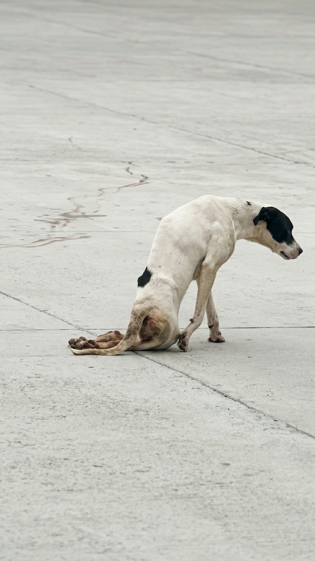 Beanie the Pittie Learns to Stand After Month of Struggle