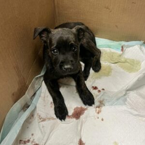 Rockin’ Robin Shows First Signs of Recovery After Battling Parvovirus