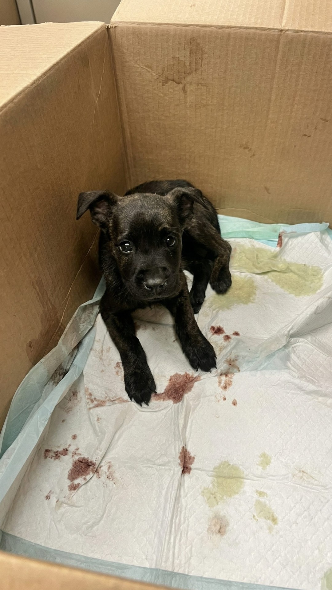 Rockin’ Robin Shows First Signs of Recovery After Battling Parvovirus