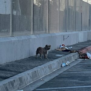 After a Month of Wandering, Rescuers Finally Save a Terrified Pup
