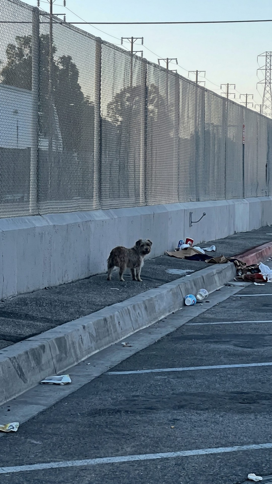 After a Month of Wandering, Rescuers Finally Save a Terrified Pup