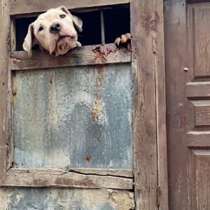 From Trauma to Trust: Bony's Journey from Aggression to Healing