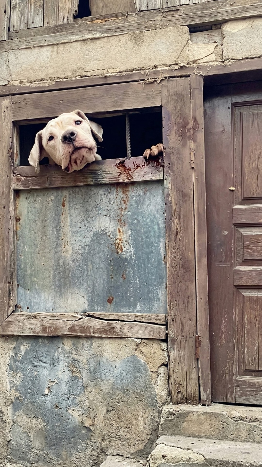 From Trauma to Trust: Bony's Journey from Aggression to Healing