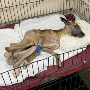 Dairn's Remarkable Recovery: From Paralysis to Mobility in a Wheelchair