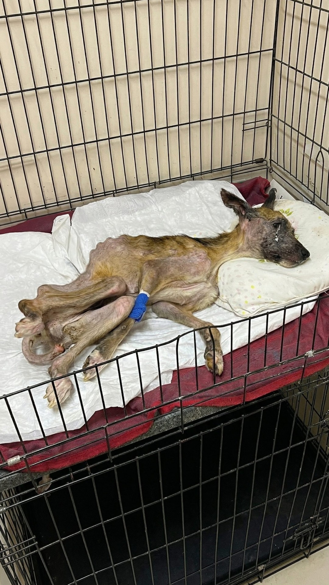 Dairn's Remarkable Recovery: From Paralysis to Mobility in a Wheelchair
