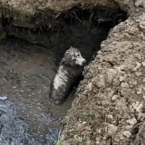 Couple Finds Dog Entombed in Mud, Rescues Her Just in Time