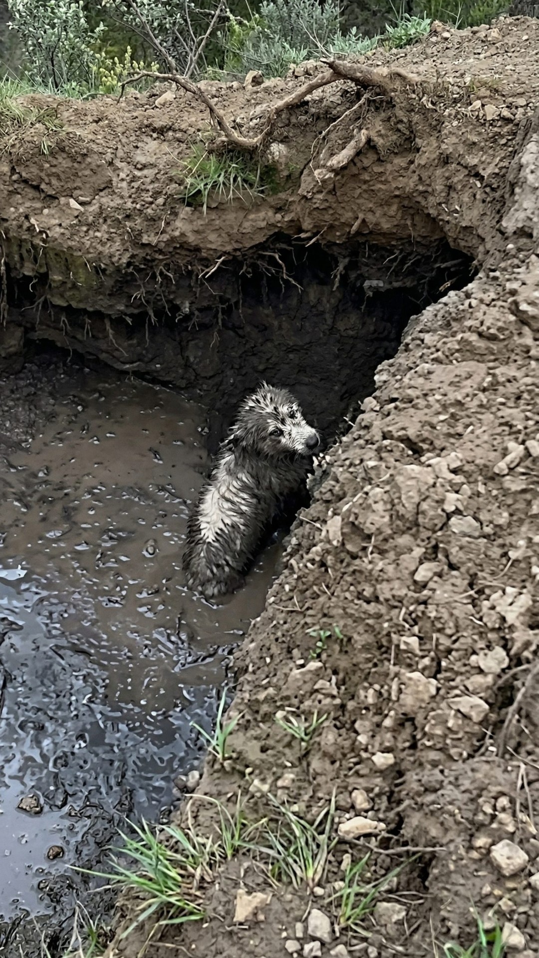 Couple Finds Dog Entombed in Mud, Rescues Her Just in Time