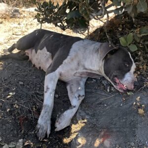 Saint the Resilient Dog Defies the Odds After Being Thrown from a Car