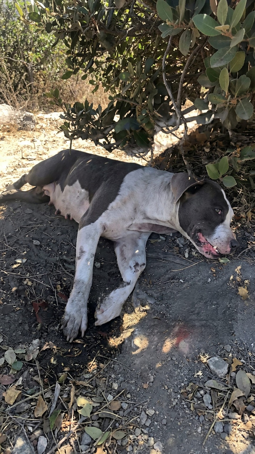 Saint the Resilient Dog Defies the Odds After Being Thrown from a Car