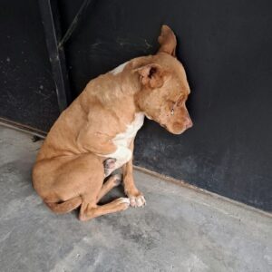 Luz's Life-Saving Surgery: From Parasitic Infection to Thriving Companion