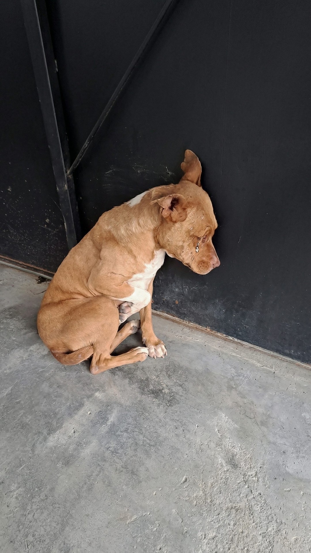 Luz's Life-Saving Surgery: From Parasitic Infection to Thriving Companion