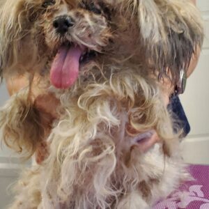 From Abandonment at Tampa Airport to a Safe, Loving Home