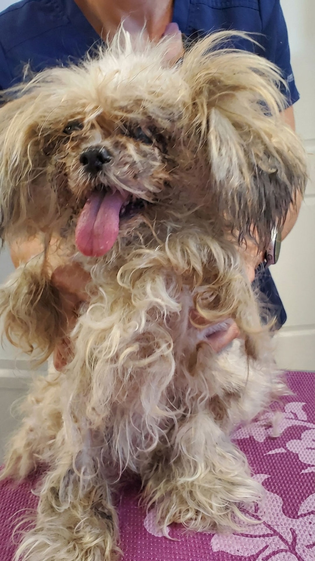 From Abandonment at Tampa Airport to a Safe, Loving Home