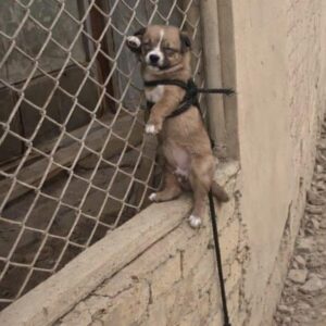 Rescuers Save One Puppy While Another Tragically Fails to Survive