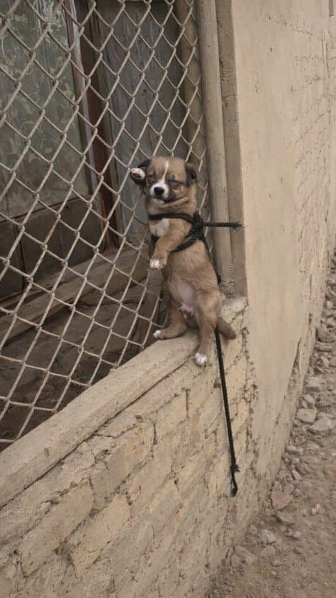 Rescuers Save One Puppy While Another Tragically Fails to Survive
