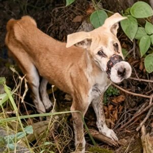 From Silent Suffering to Joyful Rescue: Mo's Transformation