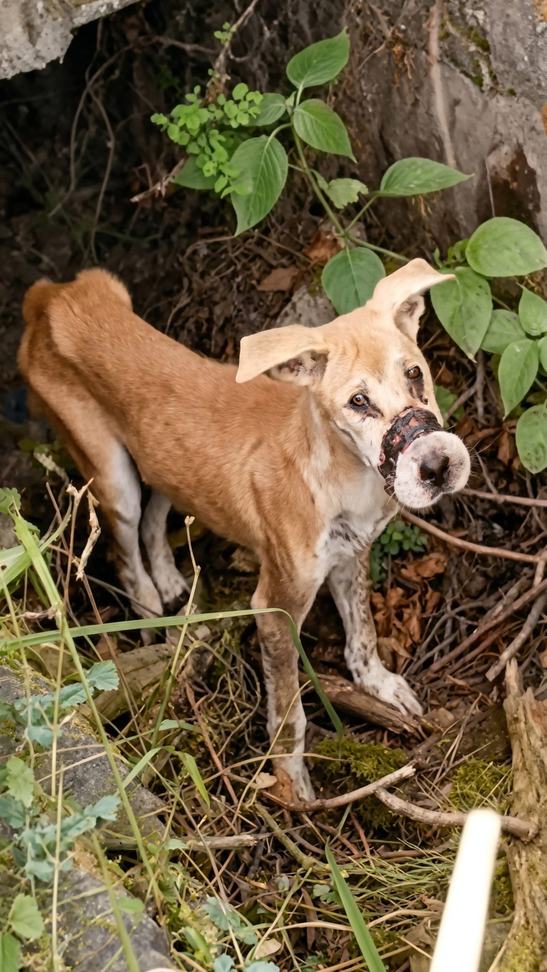 From Silent Suffering to Joyful Rescue: Mo's Transformation