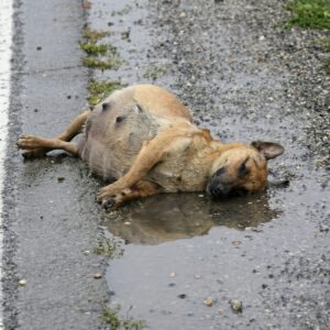 Rescuers Save Beaten Pregnant Dog Struggling on a Lonely Highway