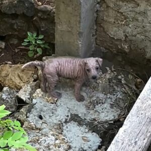 Rescued from a Bush: How a Shopping Bag Saved a Suffering Puppy