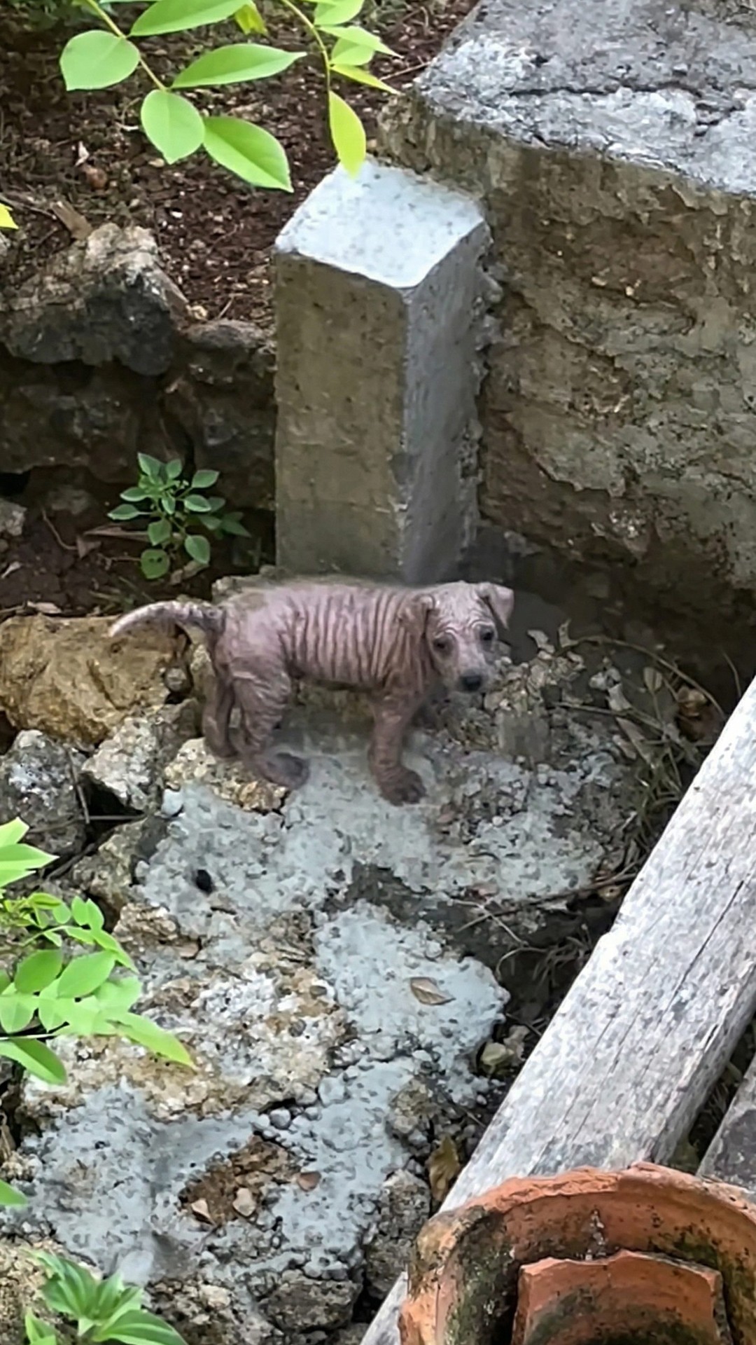 Rescued from a Bush: How a Shopping Bag Saved a Suffering Puppy