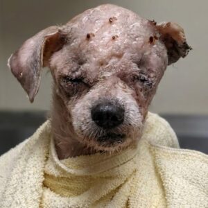 Nana the Dog Survives a Brutal Attack and Fights for Her Life