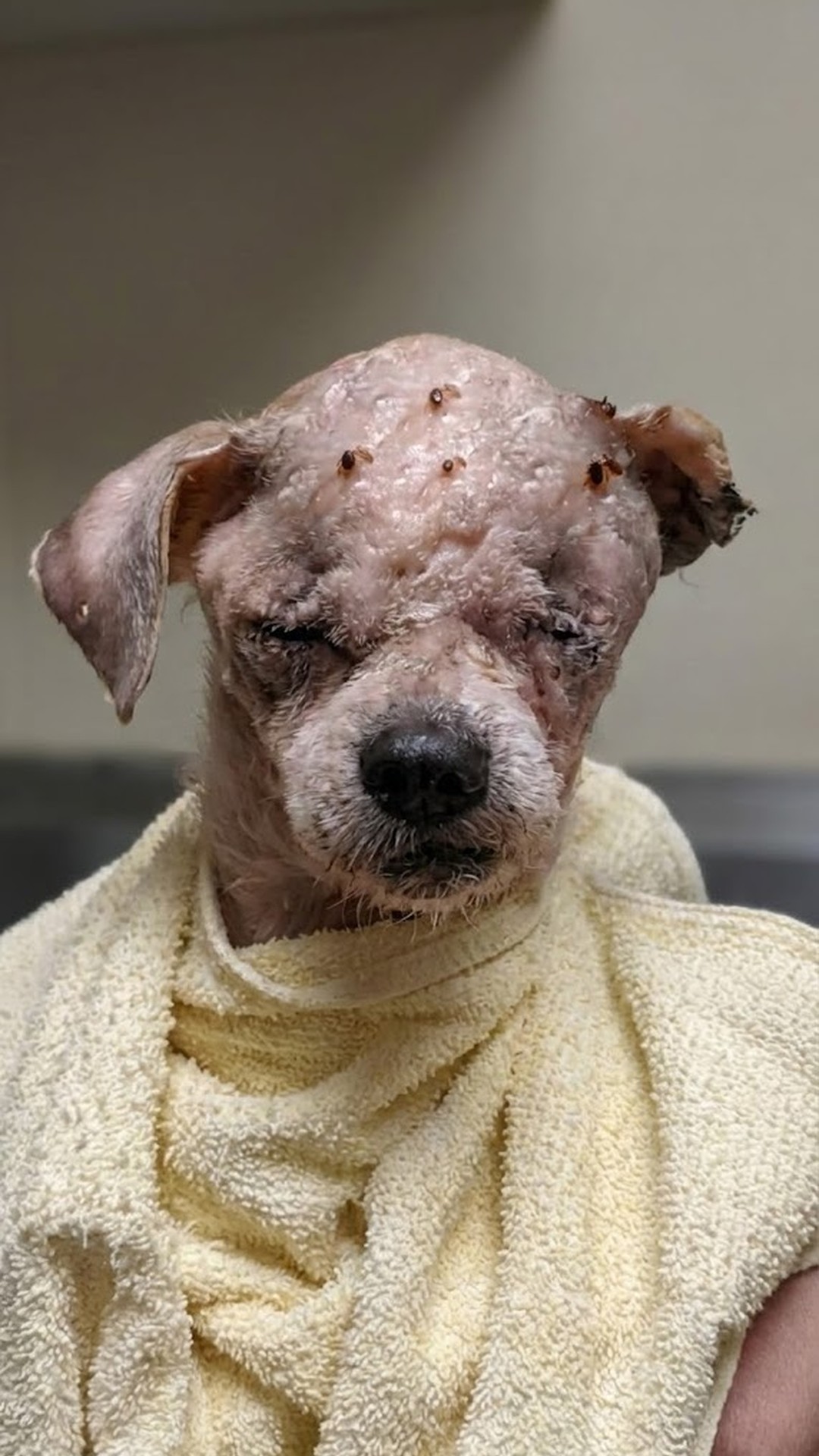 Nana the Dog Survives a Brutal Attack and Fights for Her Life