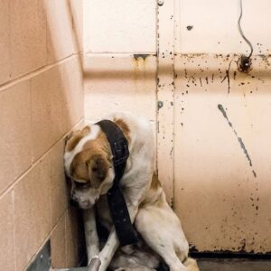 Stuart's Transformation: From Captivity to Joy in Just a Few Days
