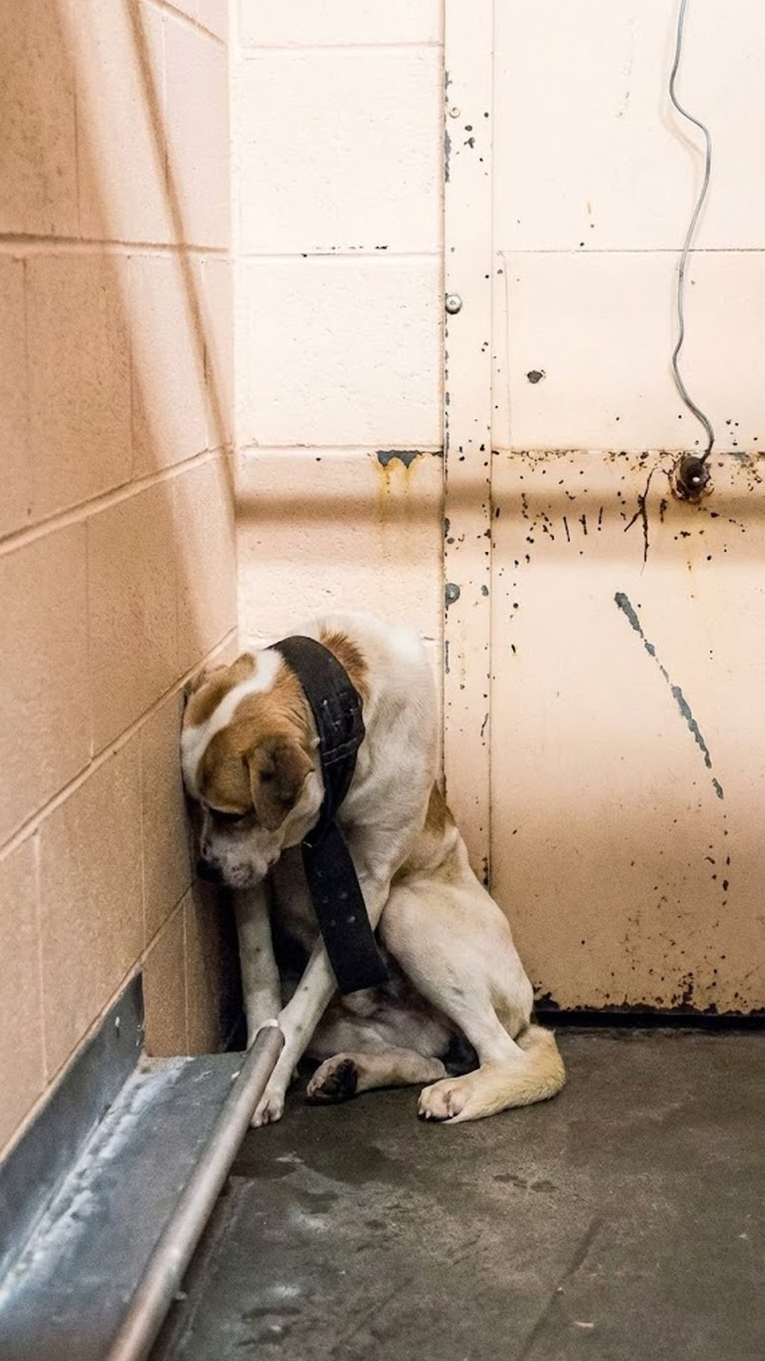 Stuart's Transformation: From Captivity to Joy in Just a Few Days