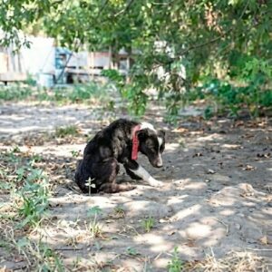 Rescue Team Finds Gwen Chained Under a Texas Sun, Just Seconds from Death